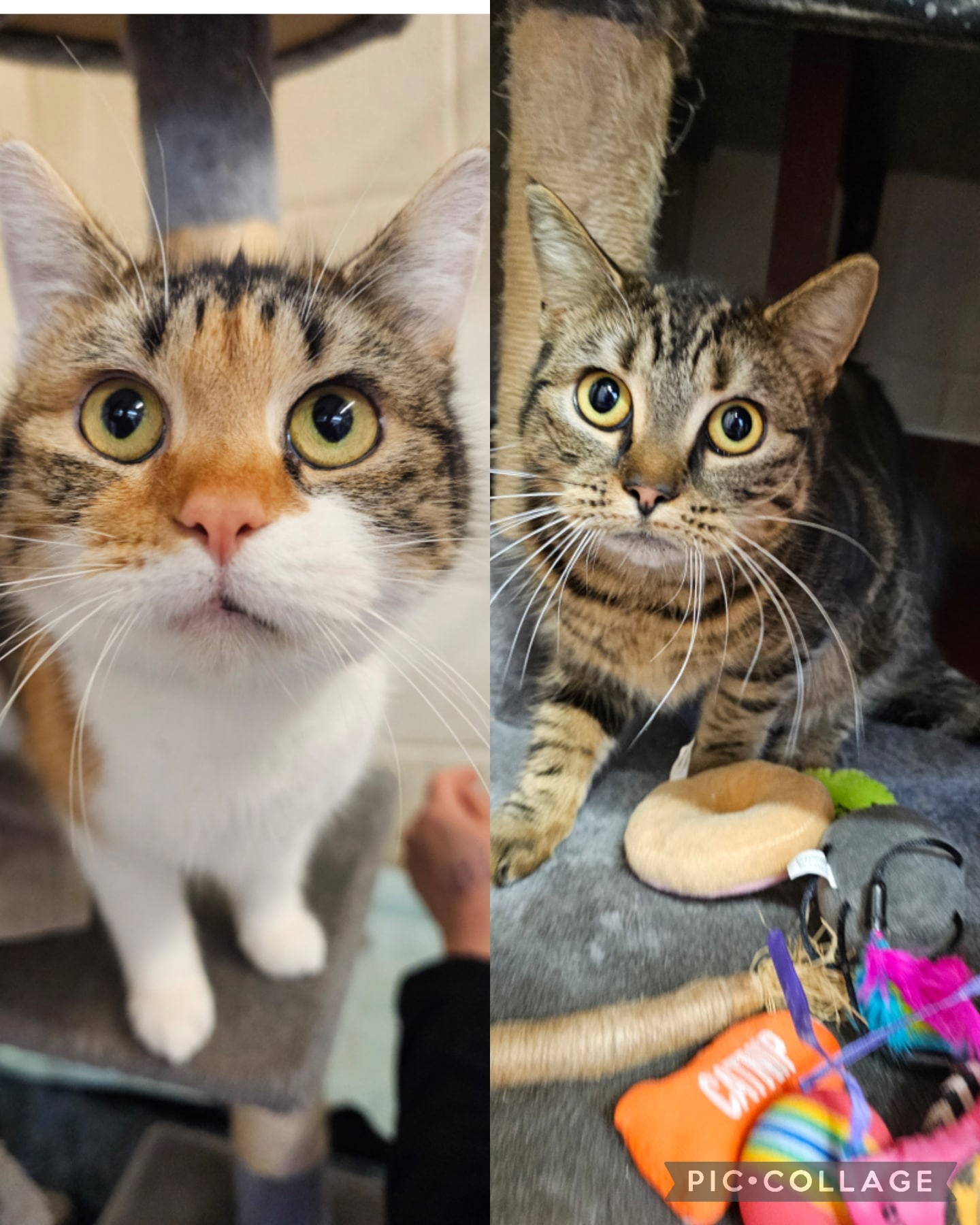 Collage_2026-01-15_15_06_51