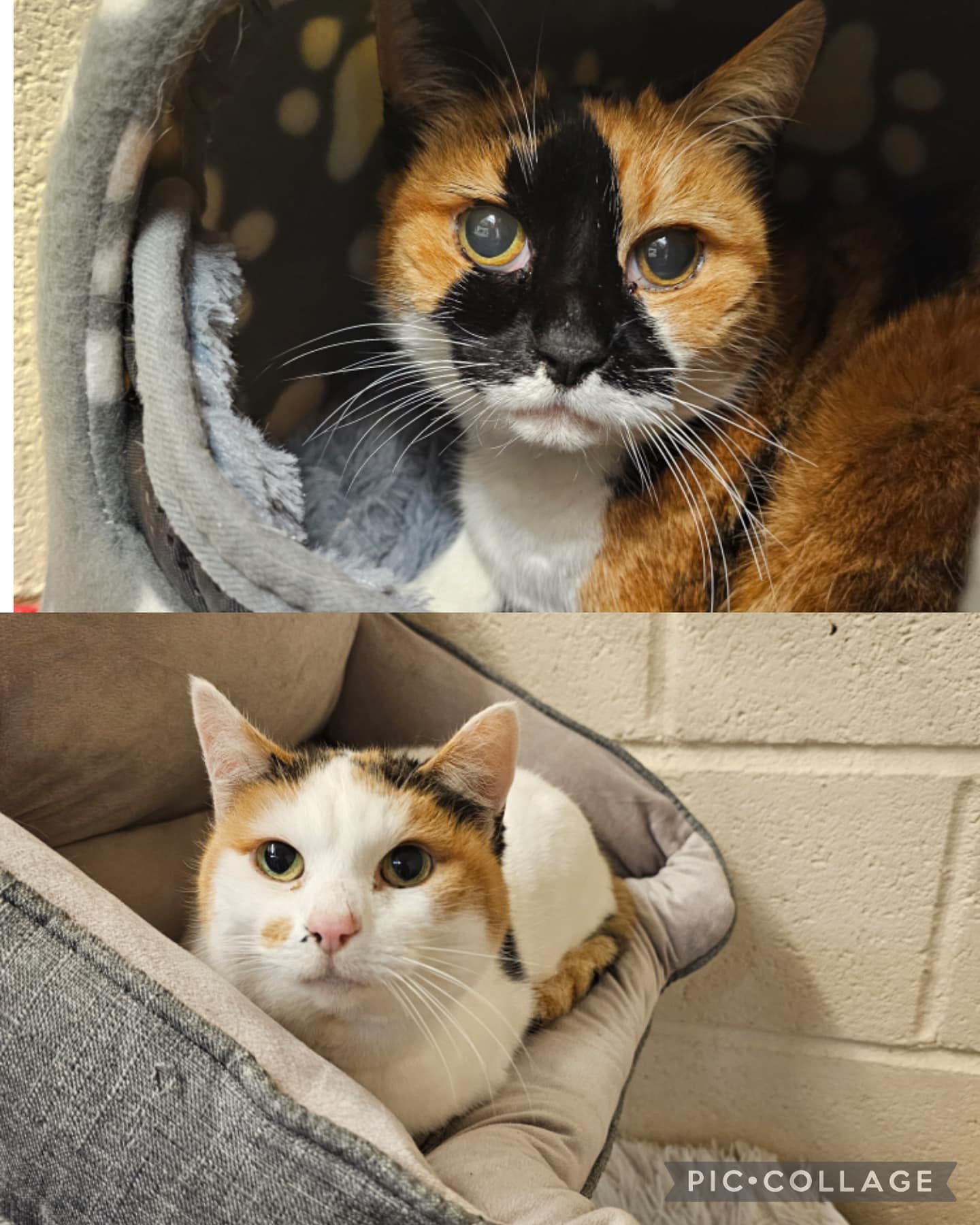 Collage_2026-01-15_15_07_20