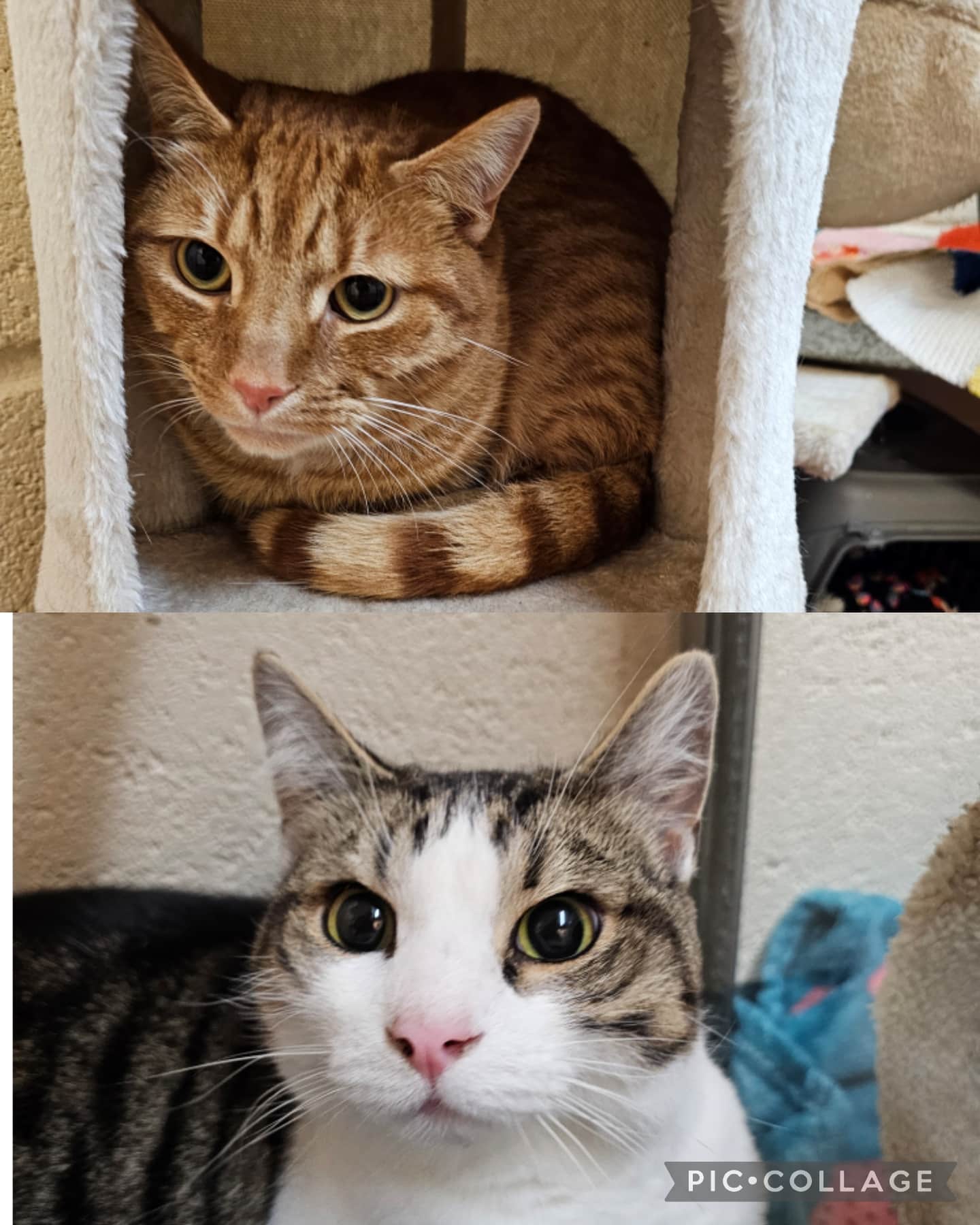 Collage_2026-01-16_10_58_06