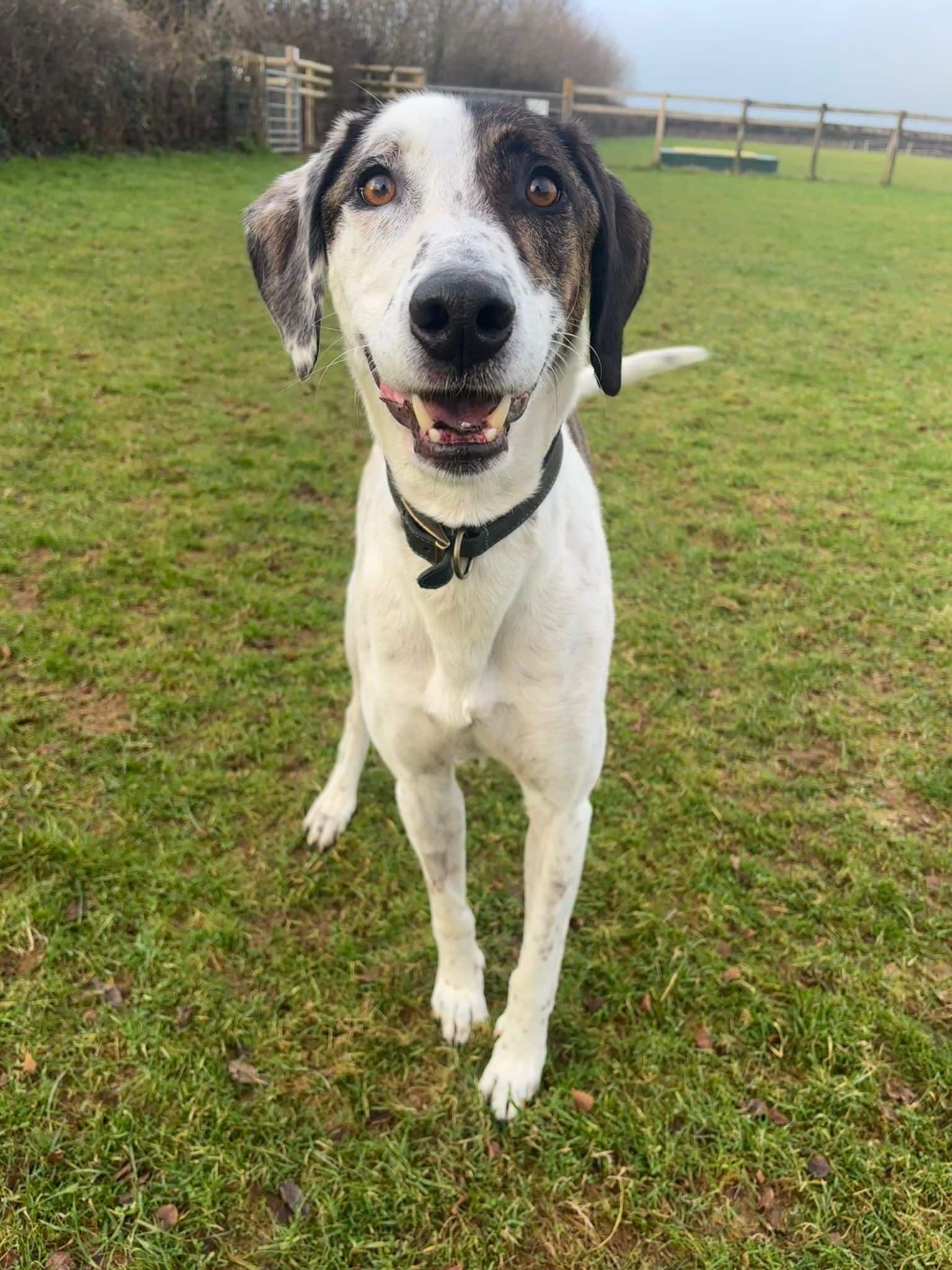 Nelly the dog looking up, hoping you will sponsor a pen.