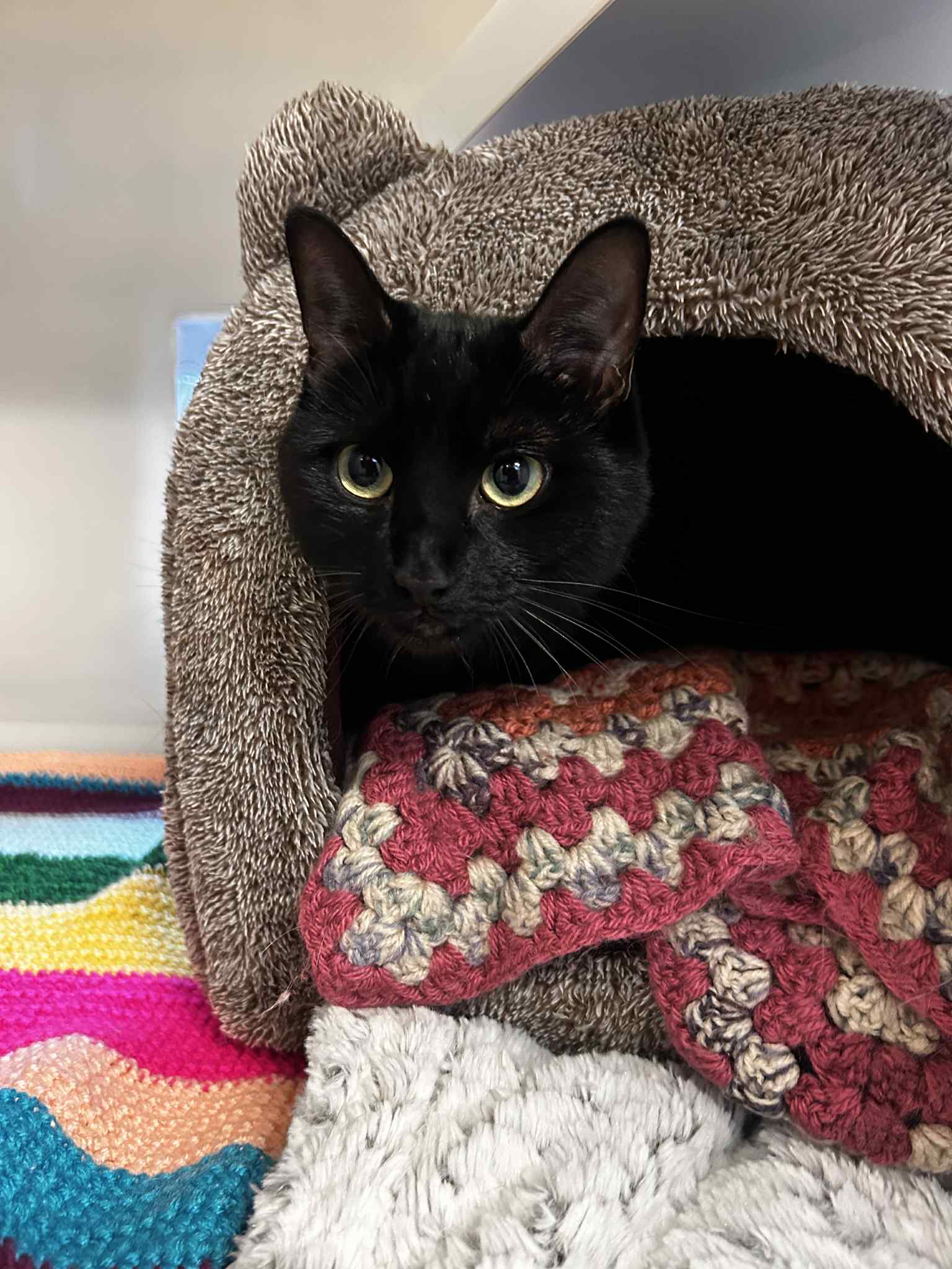 Messenger_creation_9D05165B-2DDA-408C-9B60-150D8A41DD88