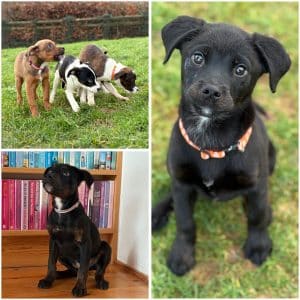 Puppies - 6 Female 1 Male