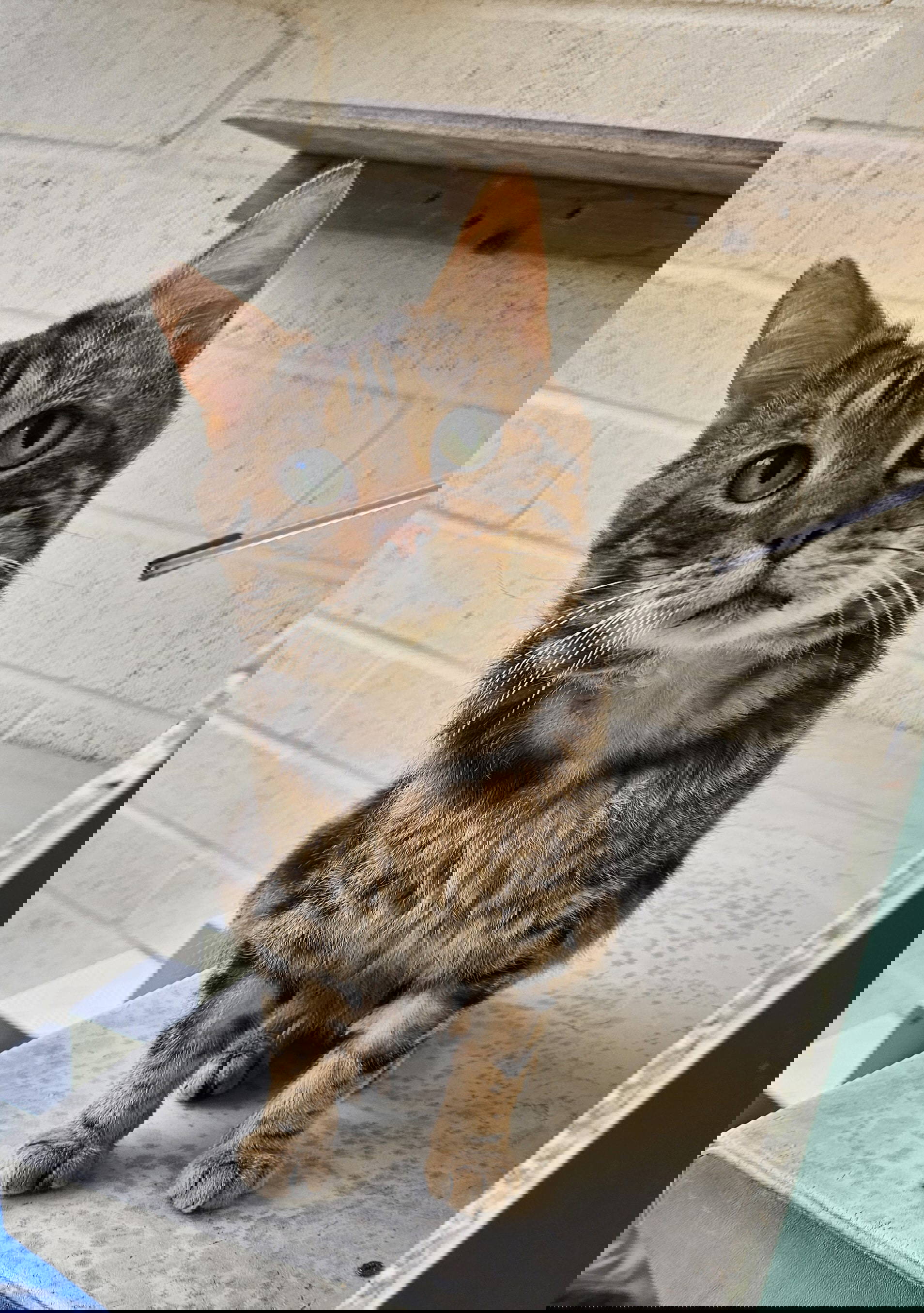 Sooty the black male cat who loves Dreamies.