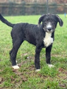 Bam Bam-No more interest being taken