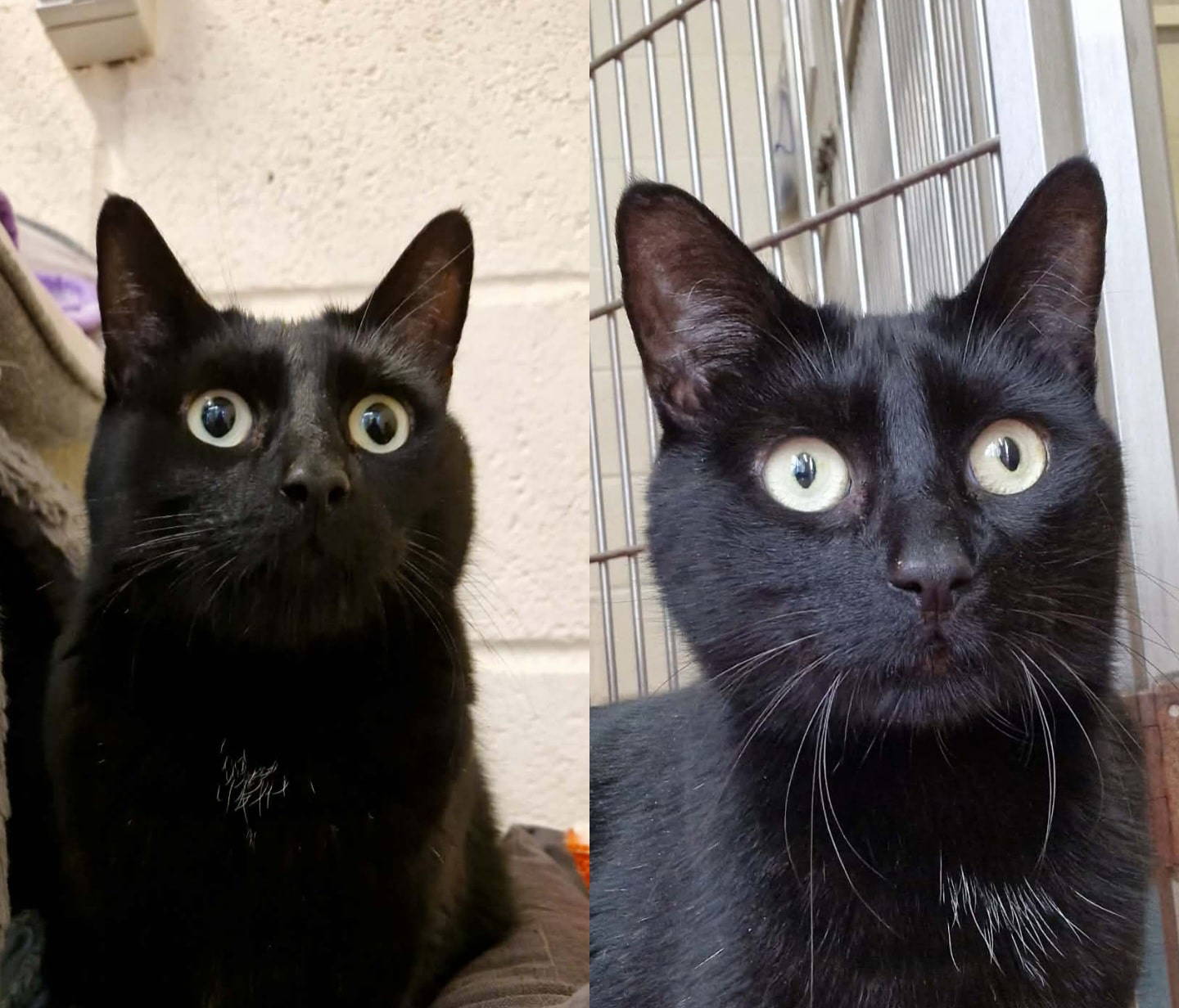 Collage_2026-02-07_15_25_51