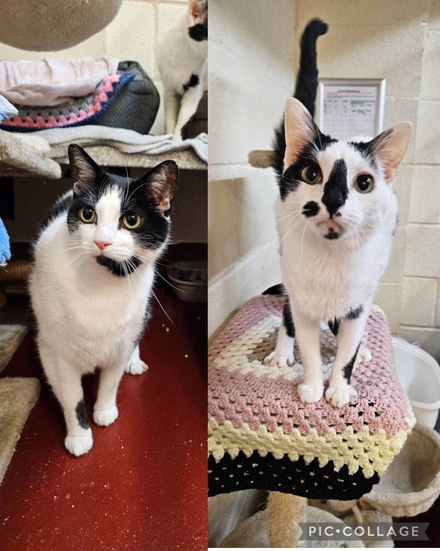 Collage_2026-02-19_09_43_25