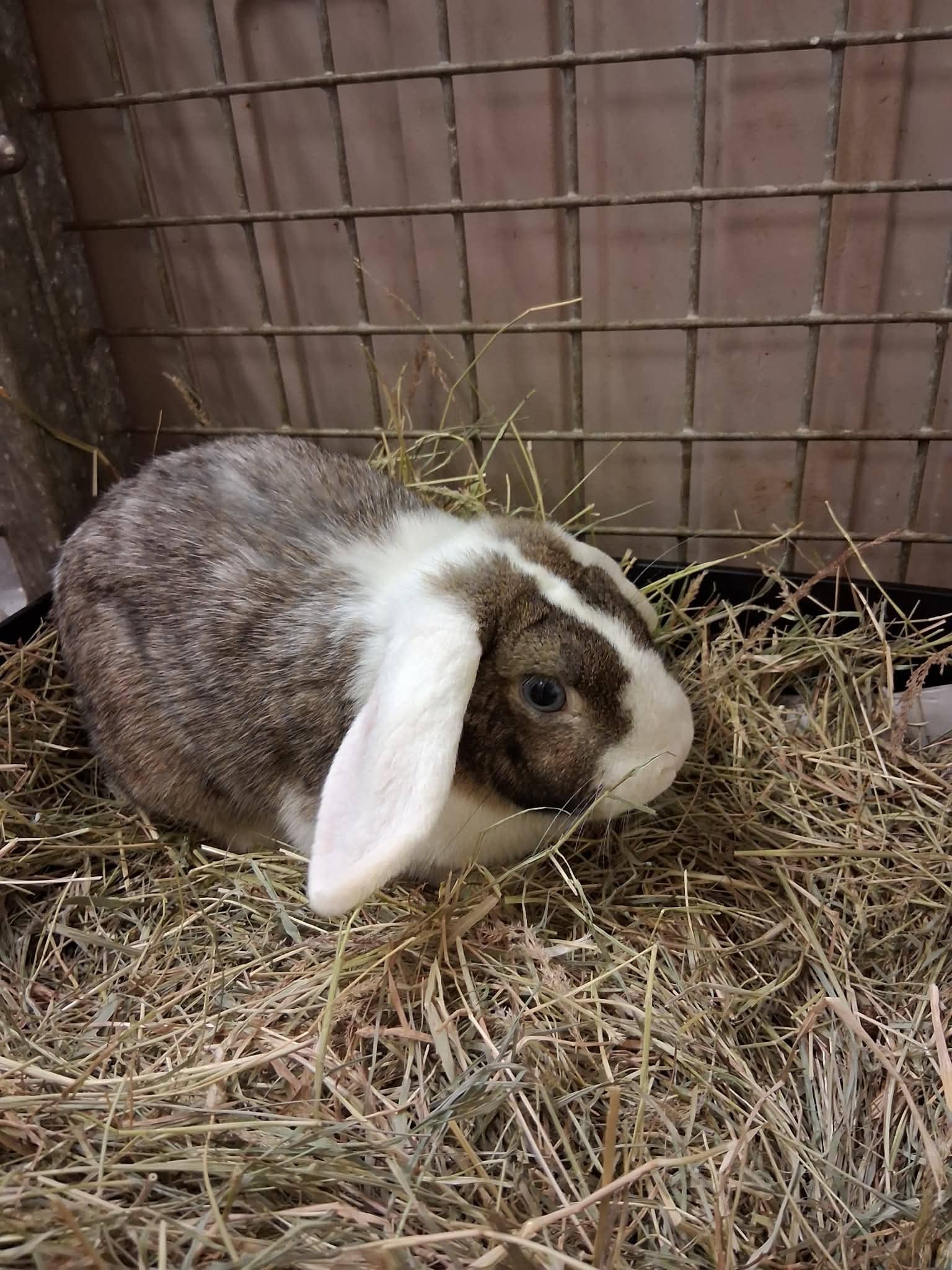 Oreo the friendly male black lionhead rabbit in need of a new home.