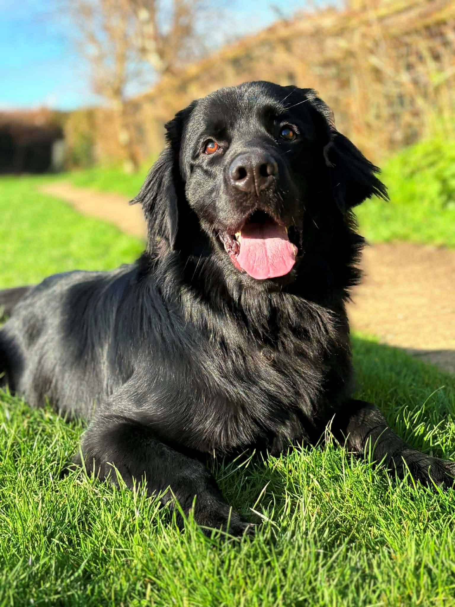 Rusty Newfoundland X