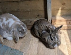 Bunny Woo + Darla Woo