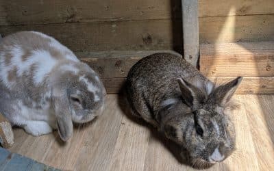 Bunny Woo + Darla Woo