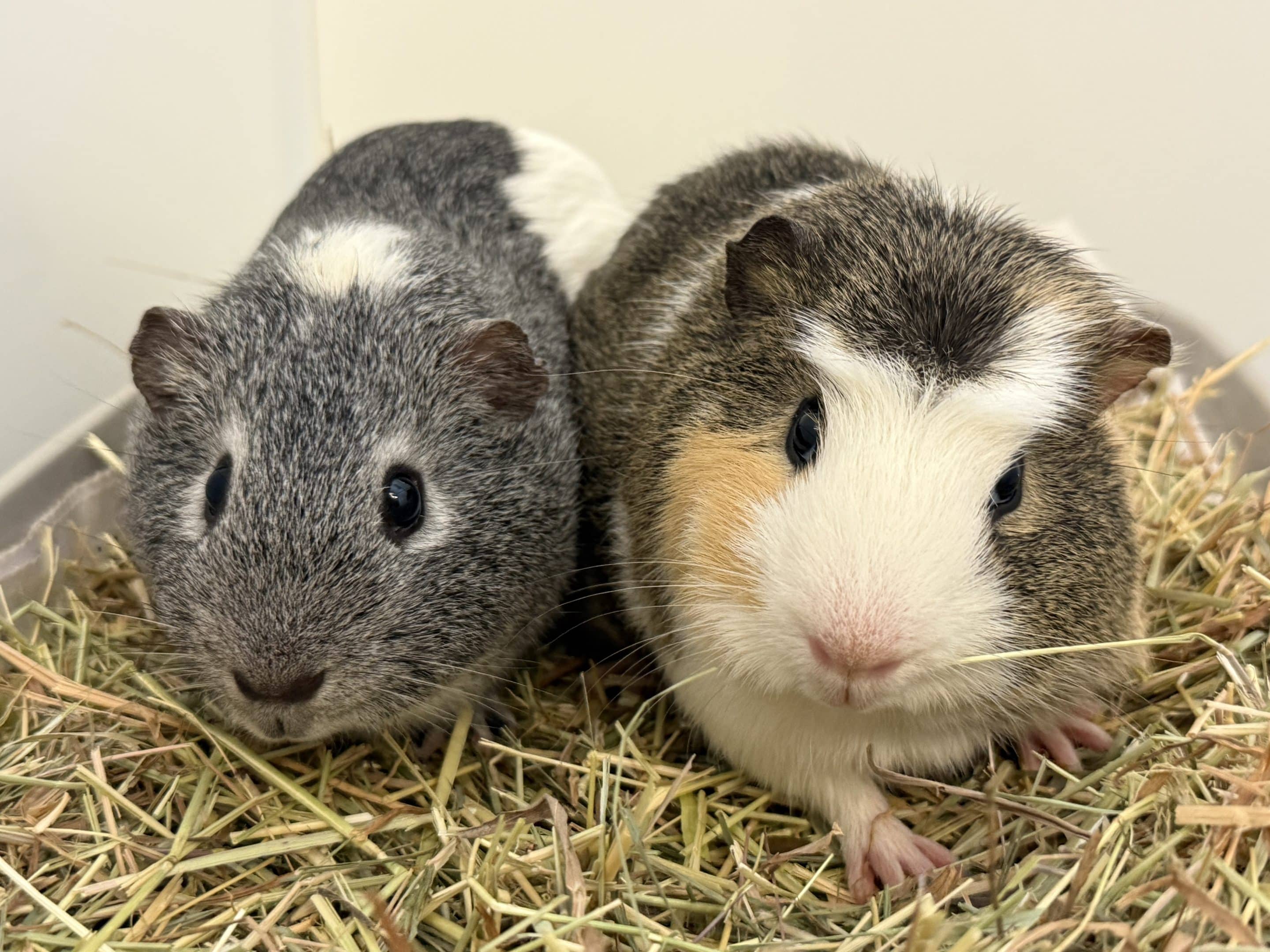 Gerald & Patrick