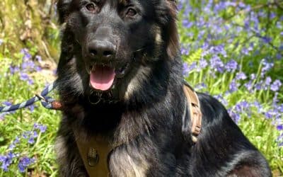 Koda