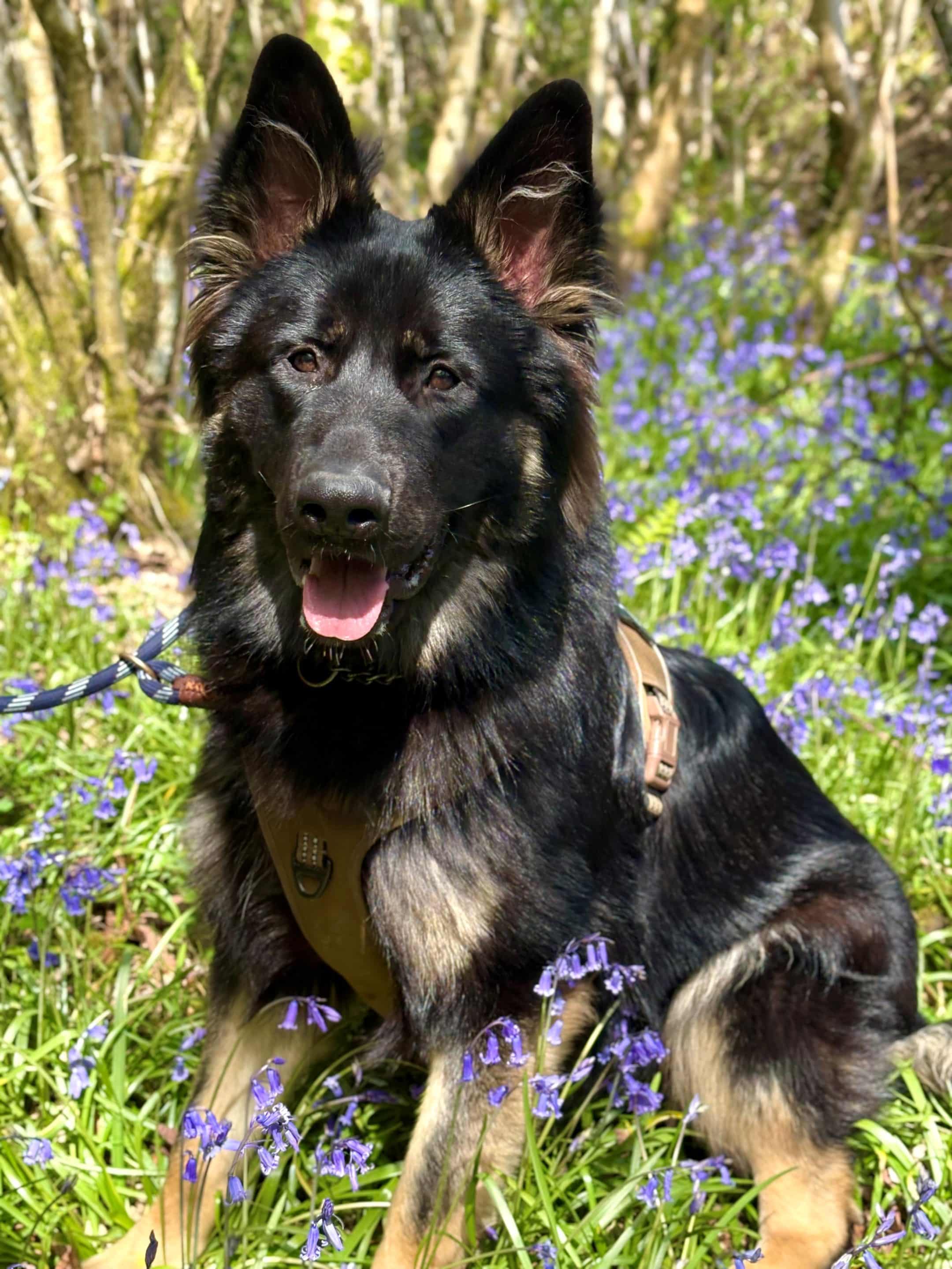 koda 2