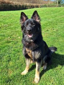 Koda- not taking anymore interest.