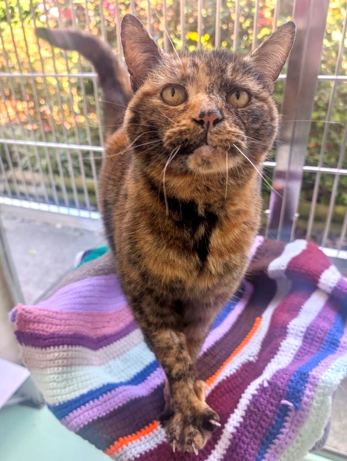 Lola and Charlie, a pair of male and female cats looking for a new home.