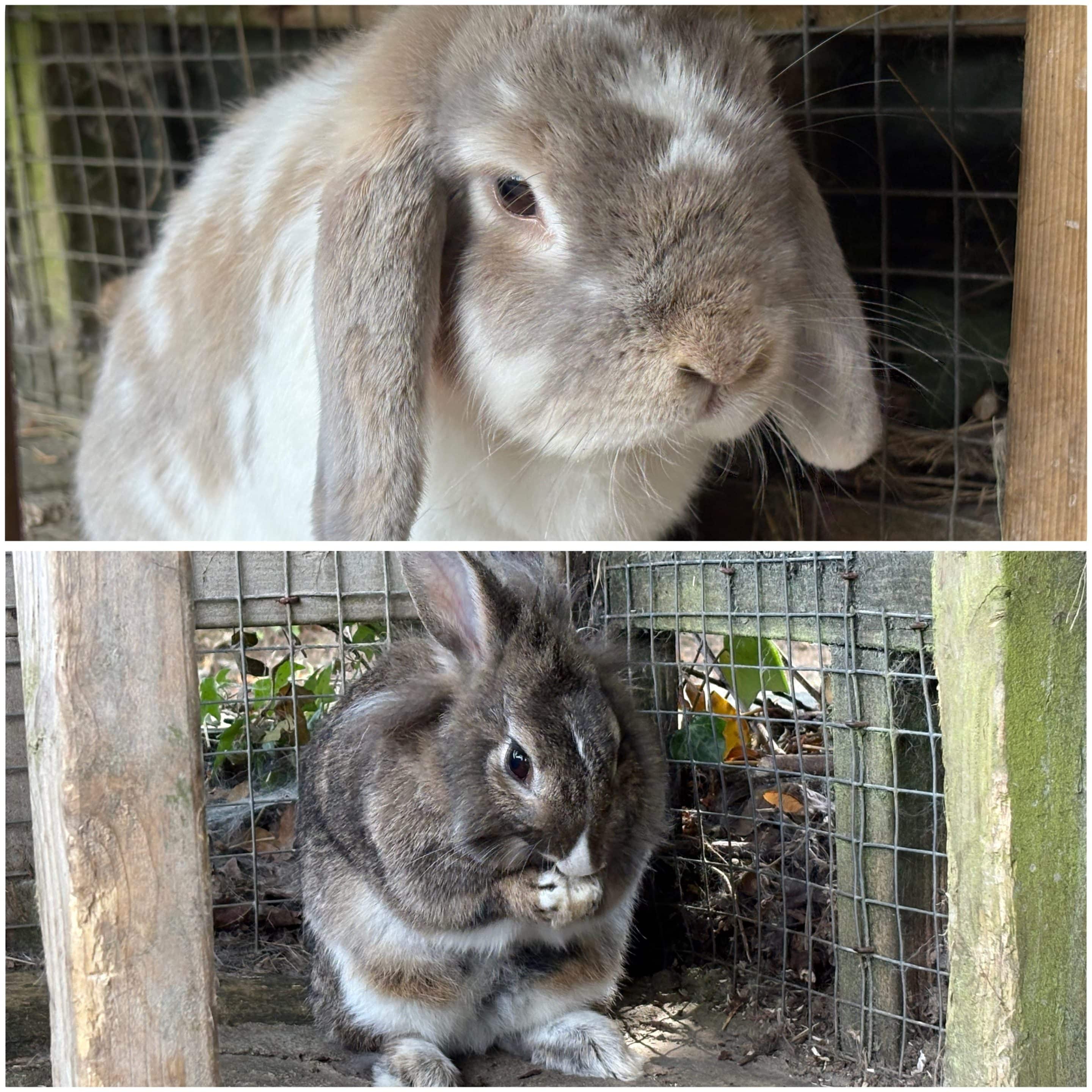 Bunny Woo & Darla Woo — photo 1