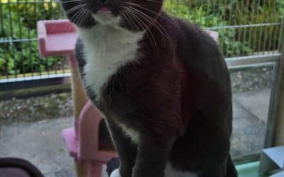 Bob