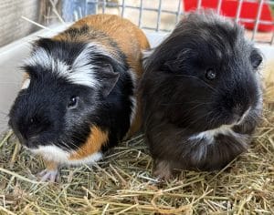 Fred + Elsa