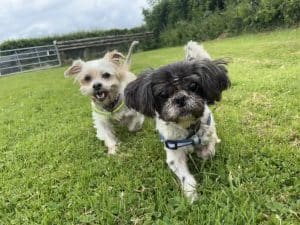 Gypsy and Rocco