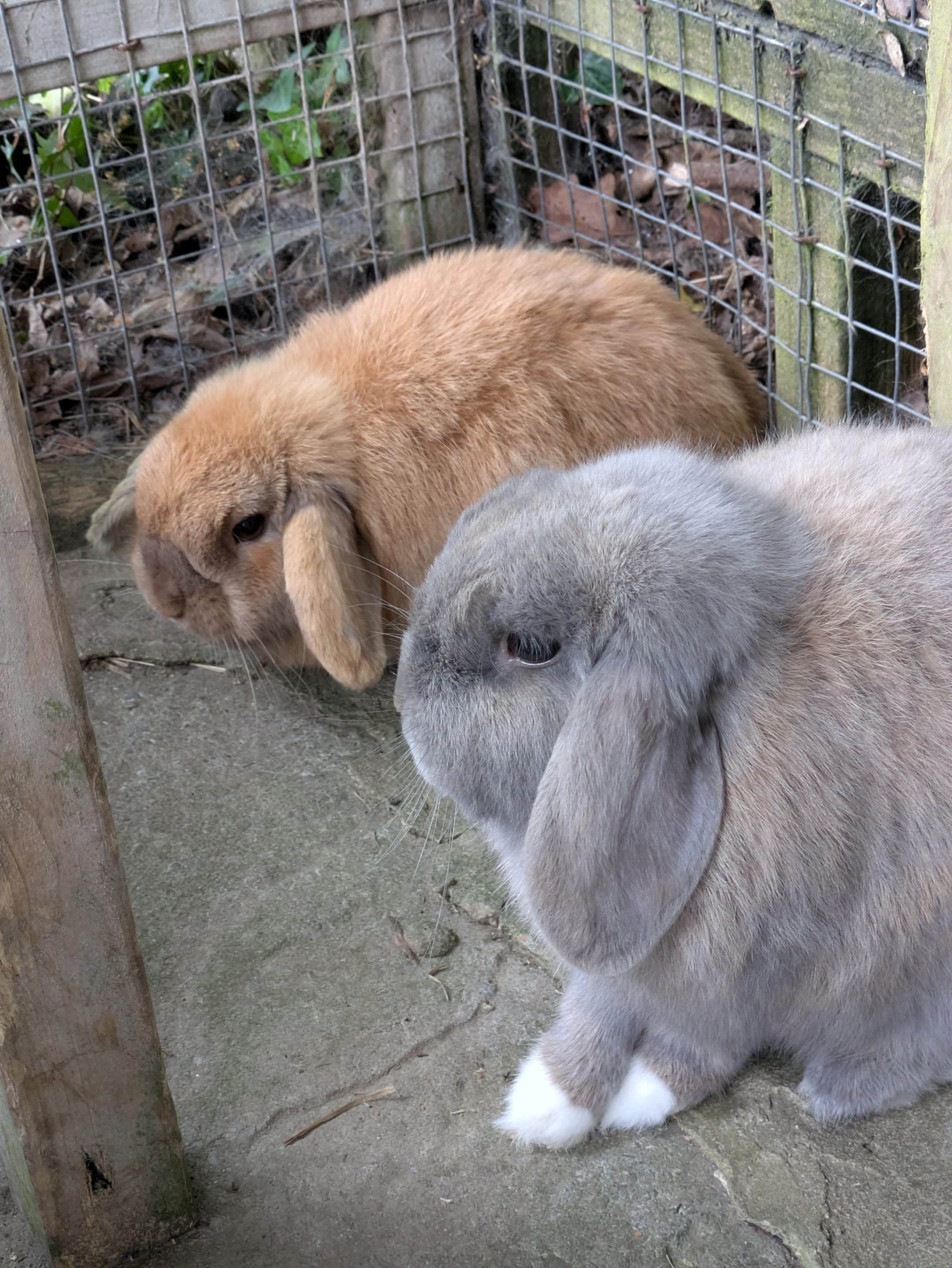 Roger the friendly rabbit looking for a new home.