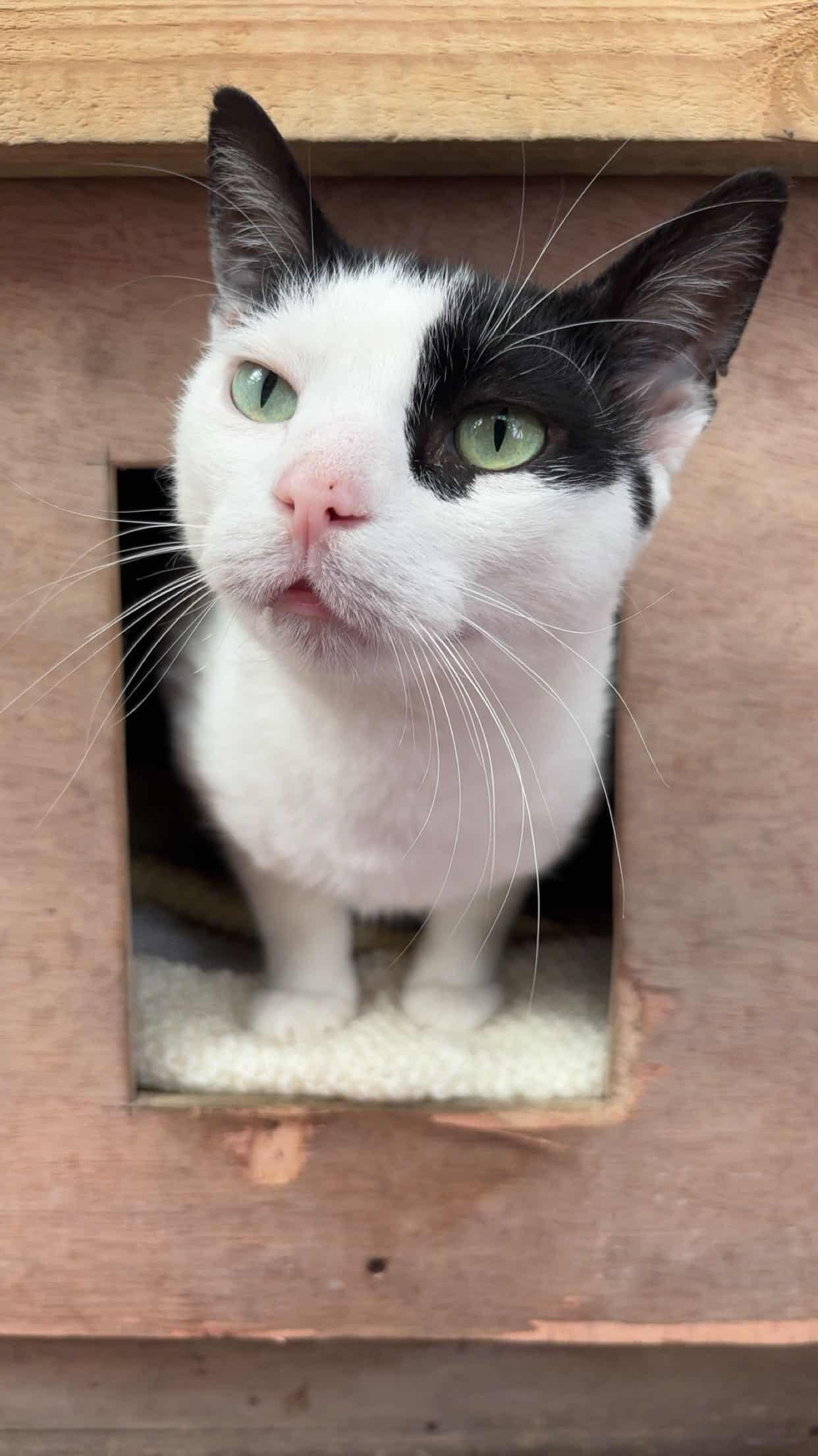indie cat 2