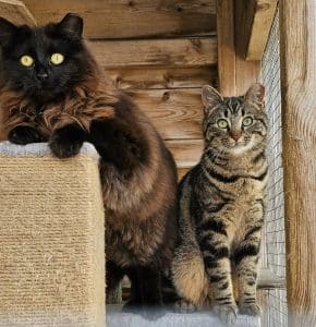 Kenco and Mocca