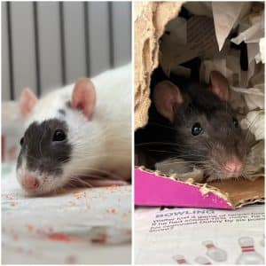 Daisy and Tulip