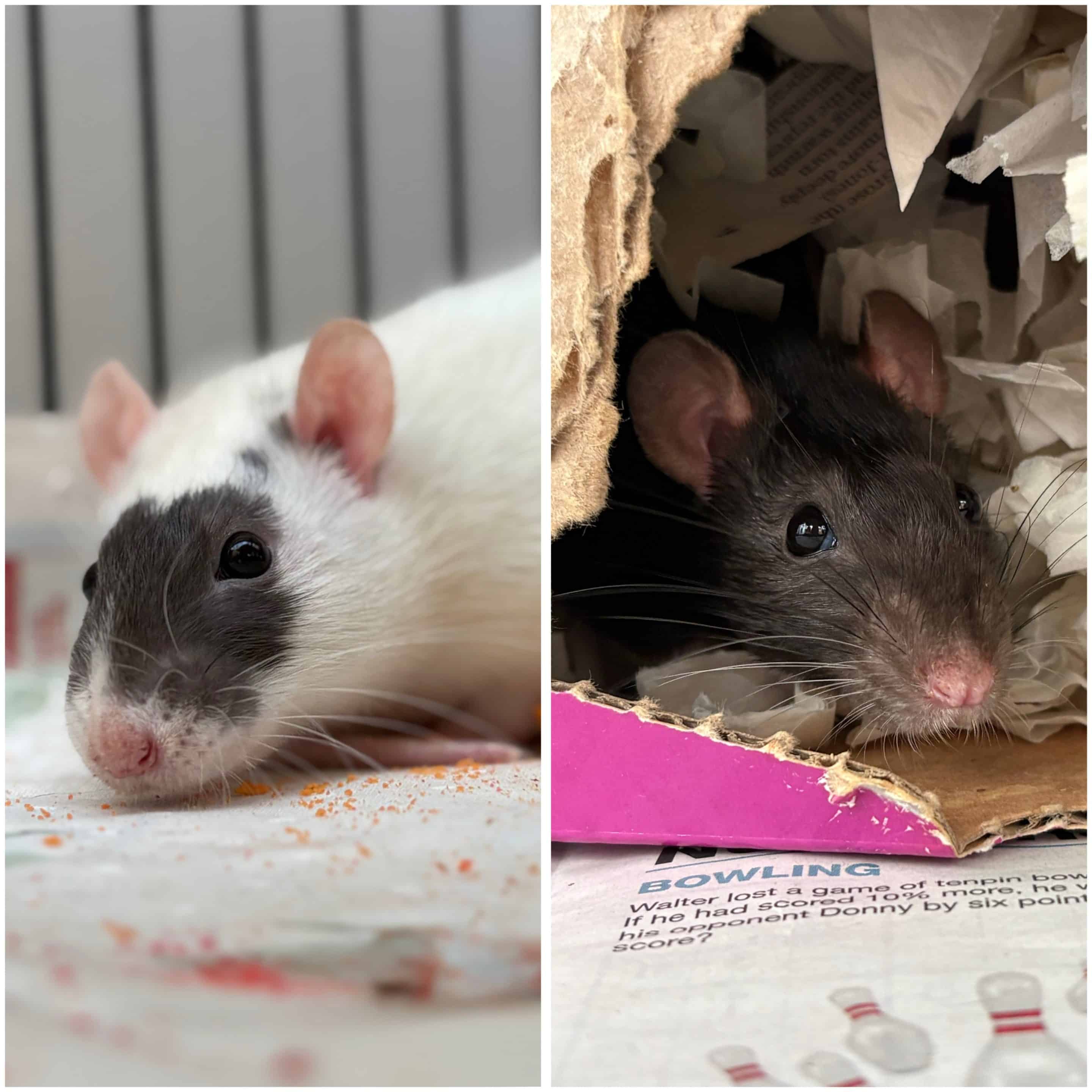 tulip and daisy rats