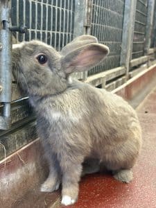 Bunzo