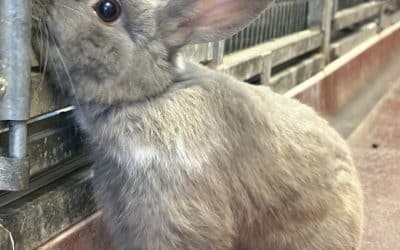 Bunzo