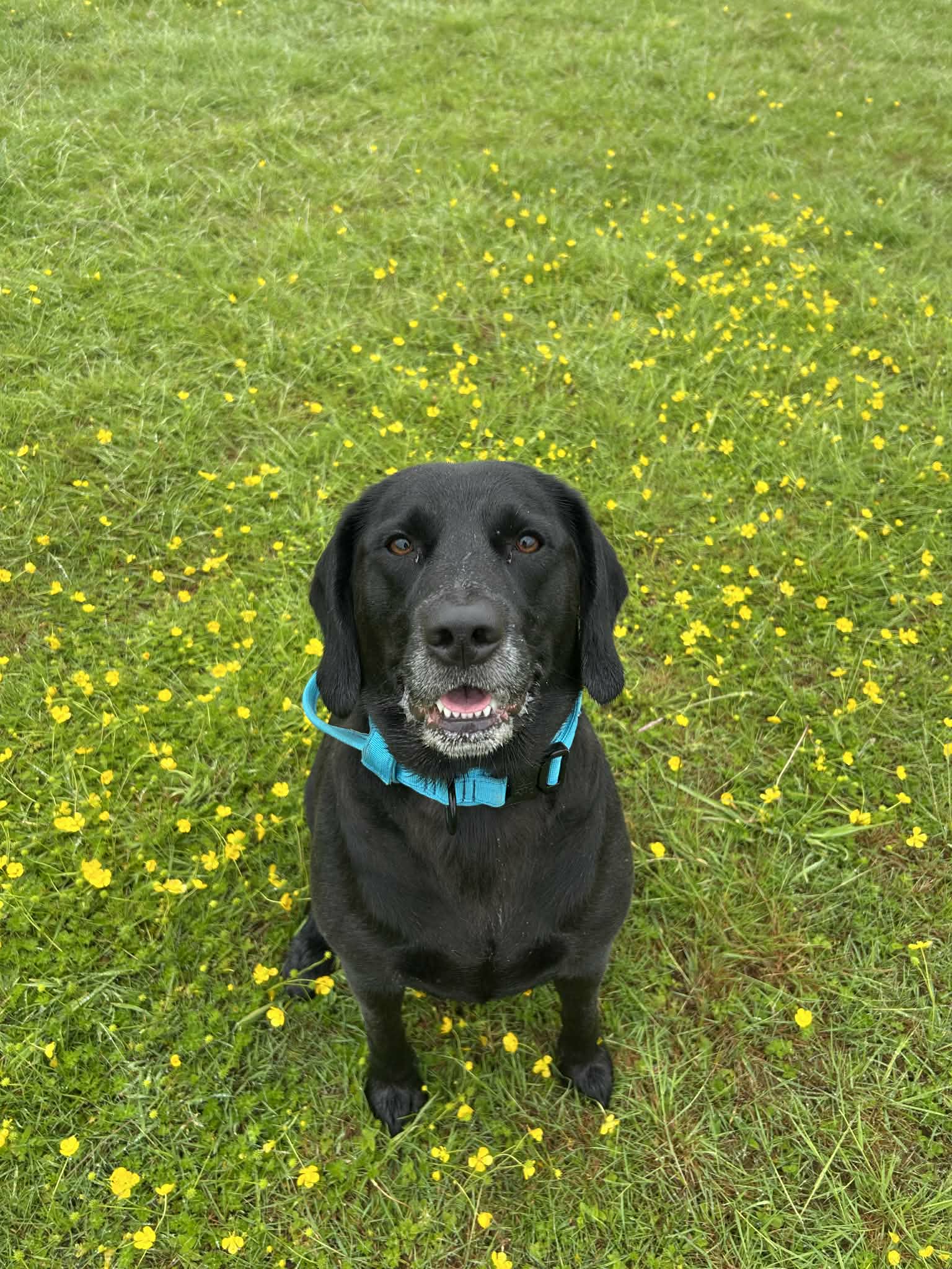A dog called Lucky