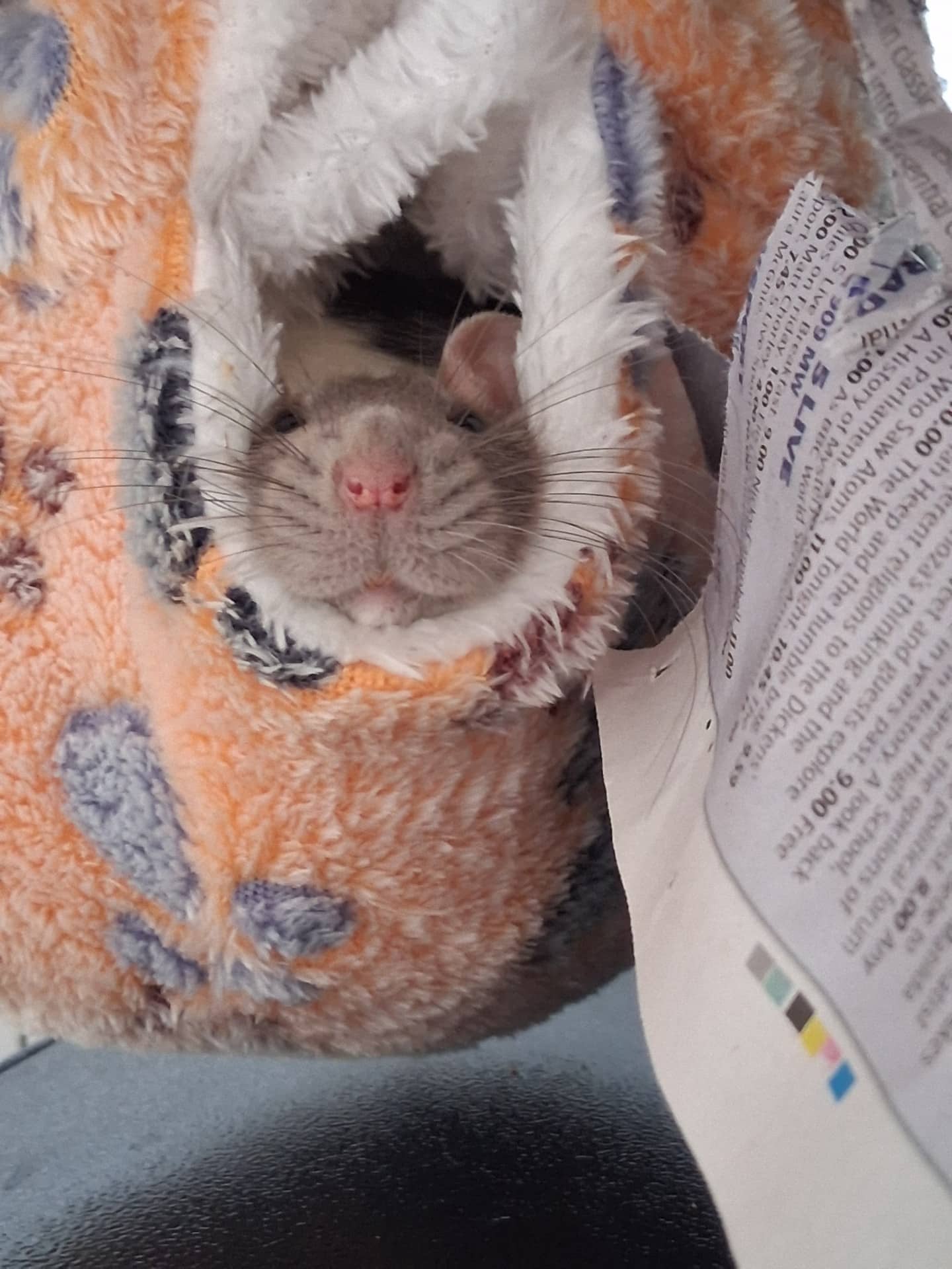 Rats