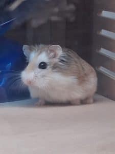 Remy