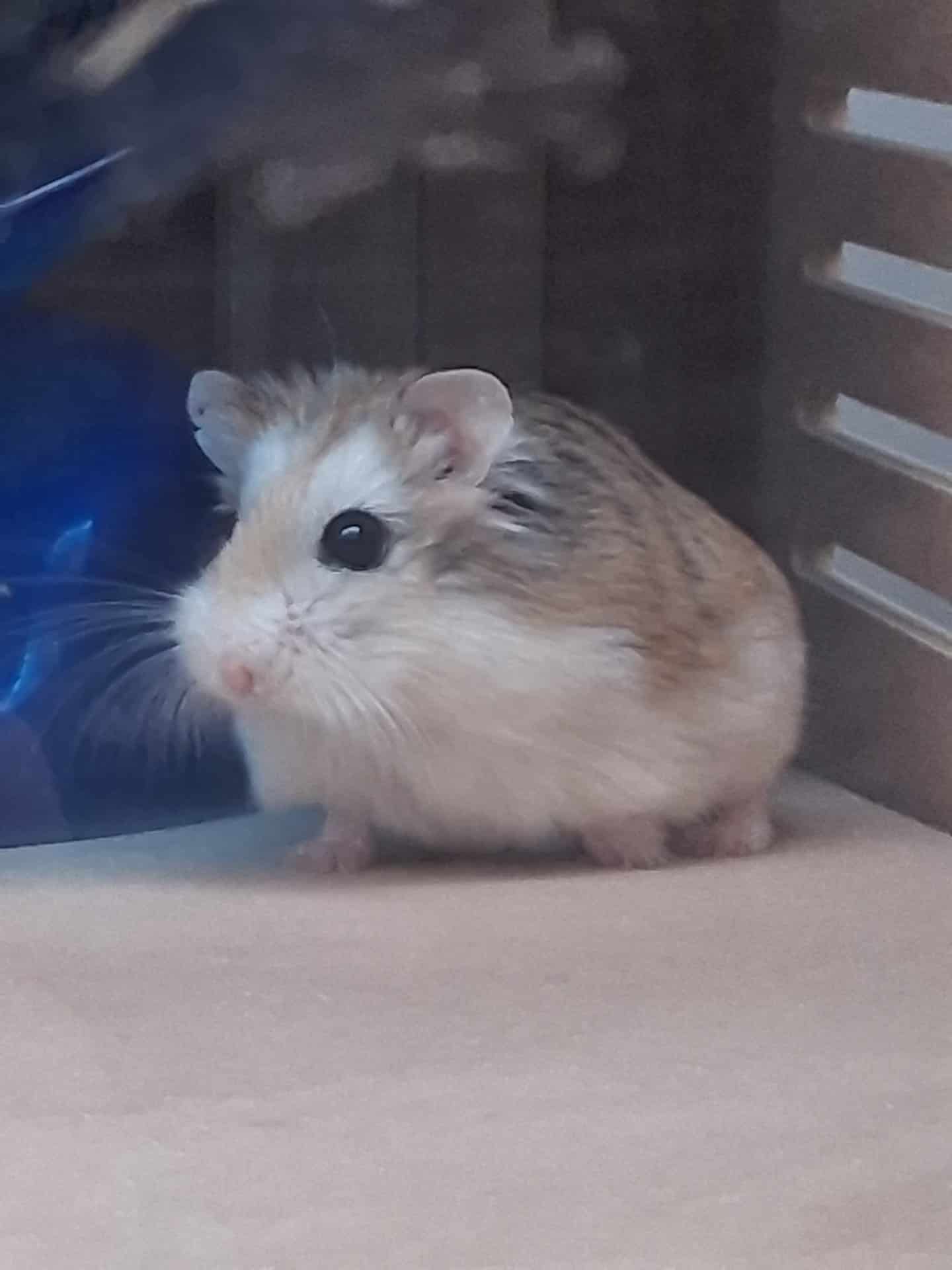 Remy