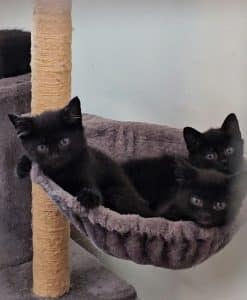 5 x Kittens