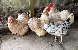 Eilish, Kelley, Mo and Bolt