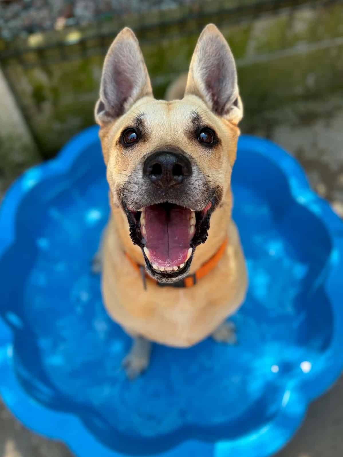 coco