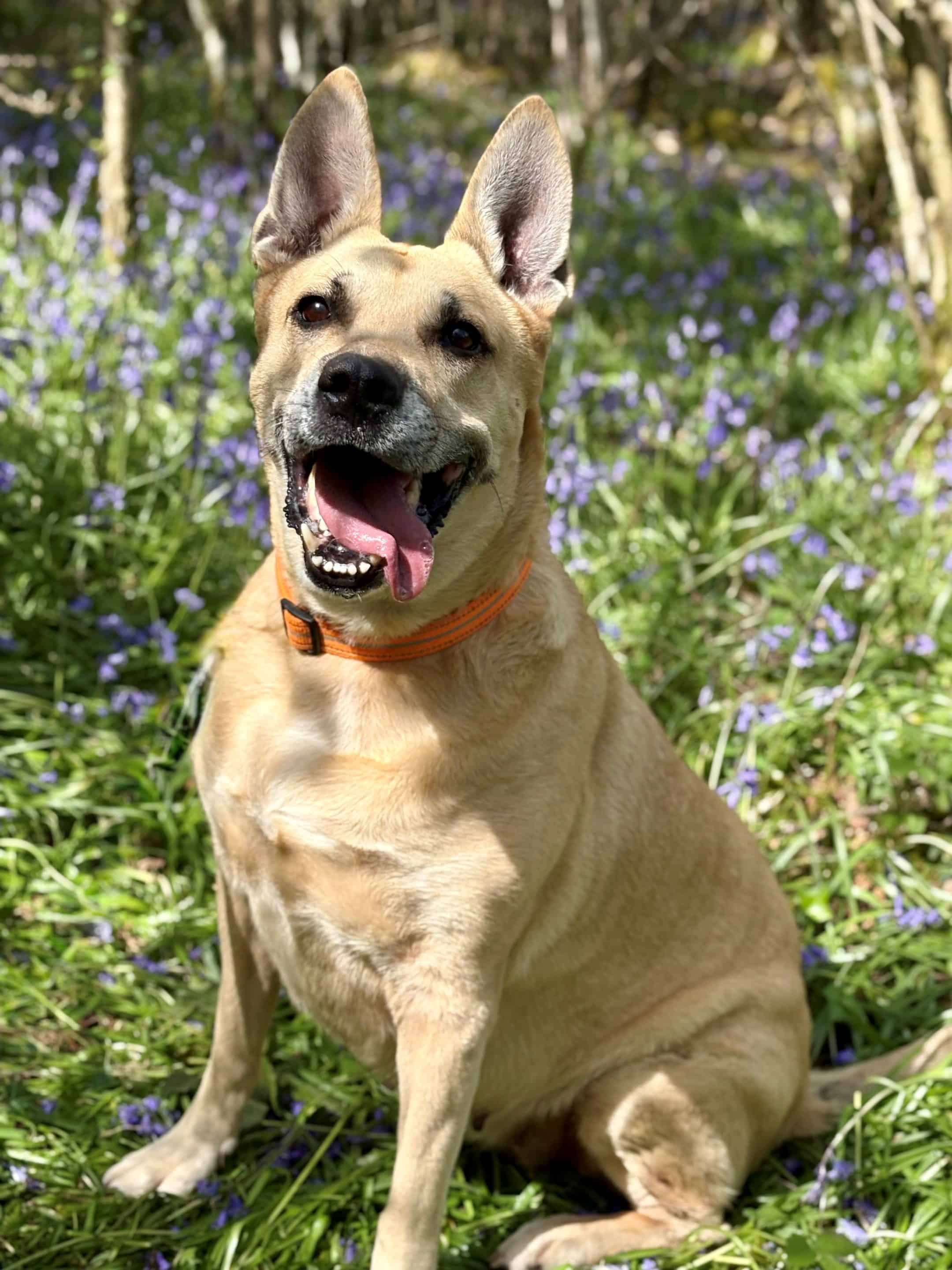 A dog called Lucky