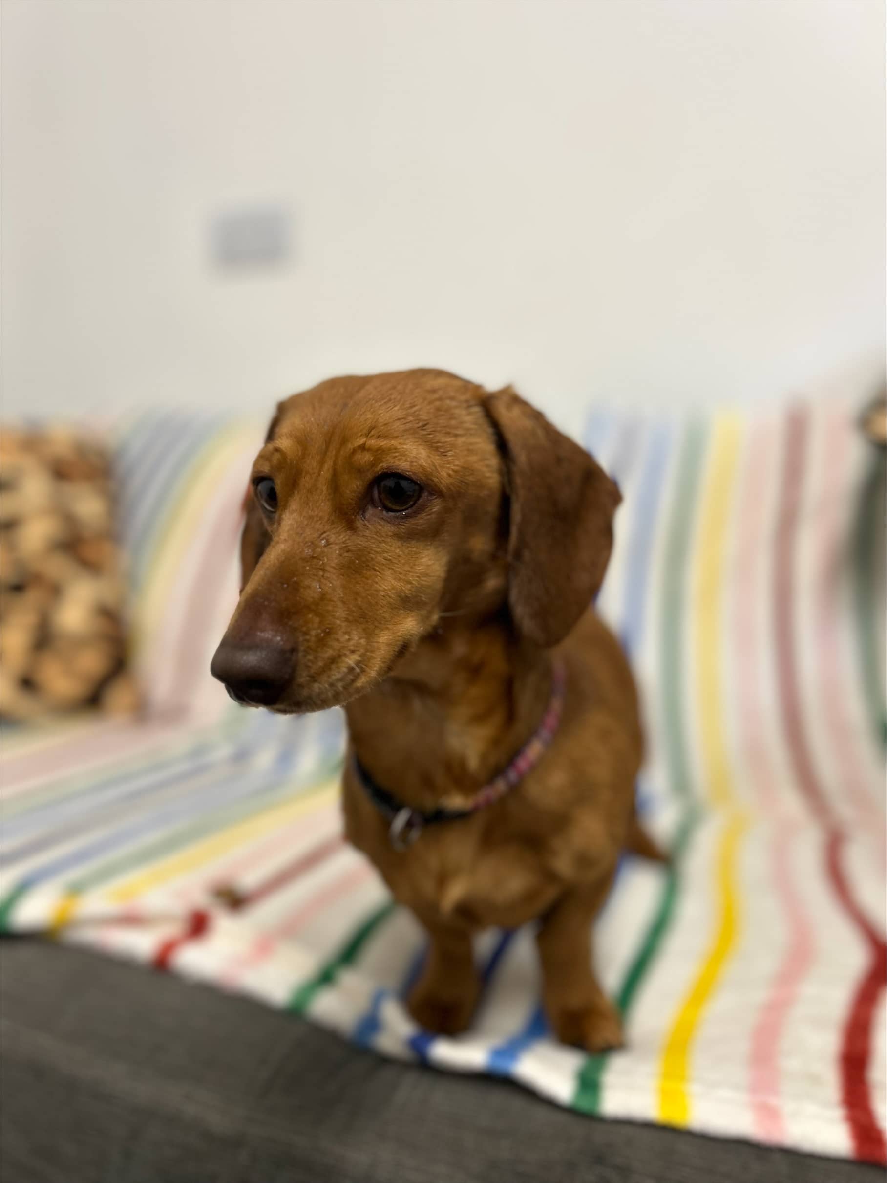 A dog called Lucky