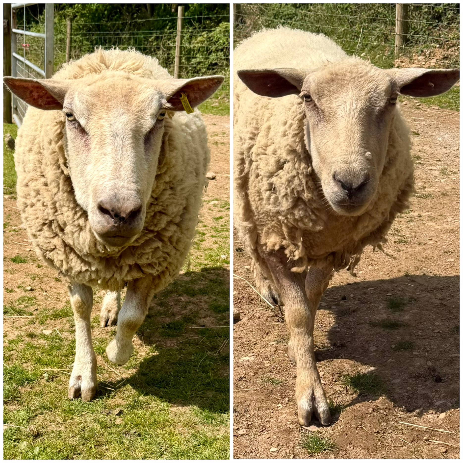 rupert and rosie