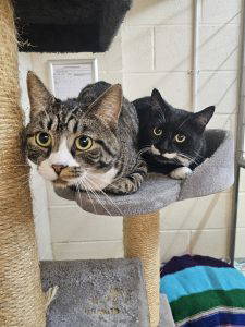 Axle & Joey