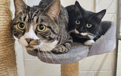 Axle & Joey