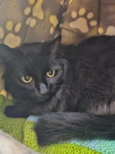 Binx