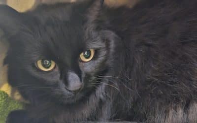 Binx