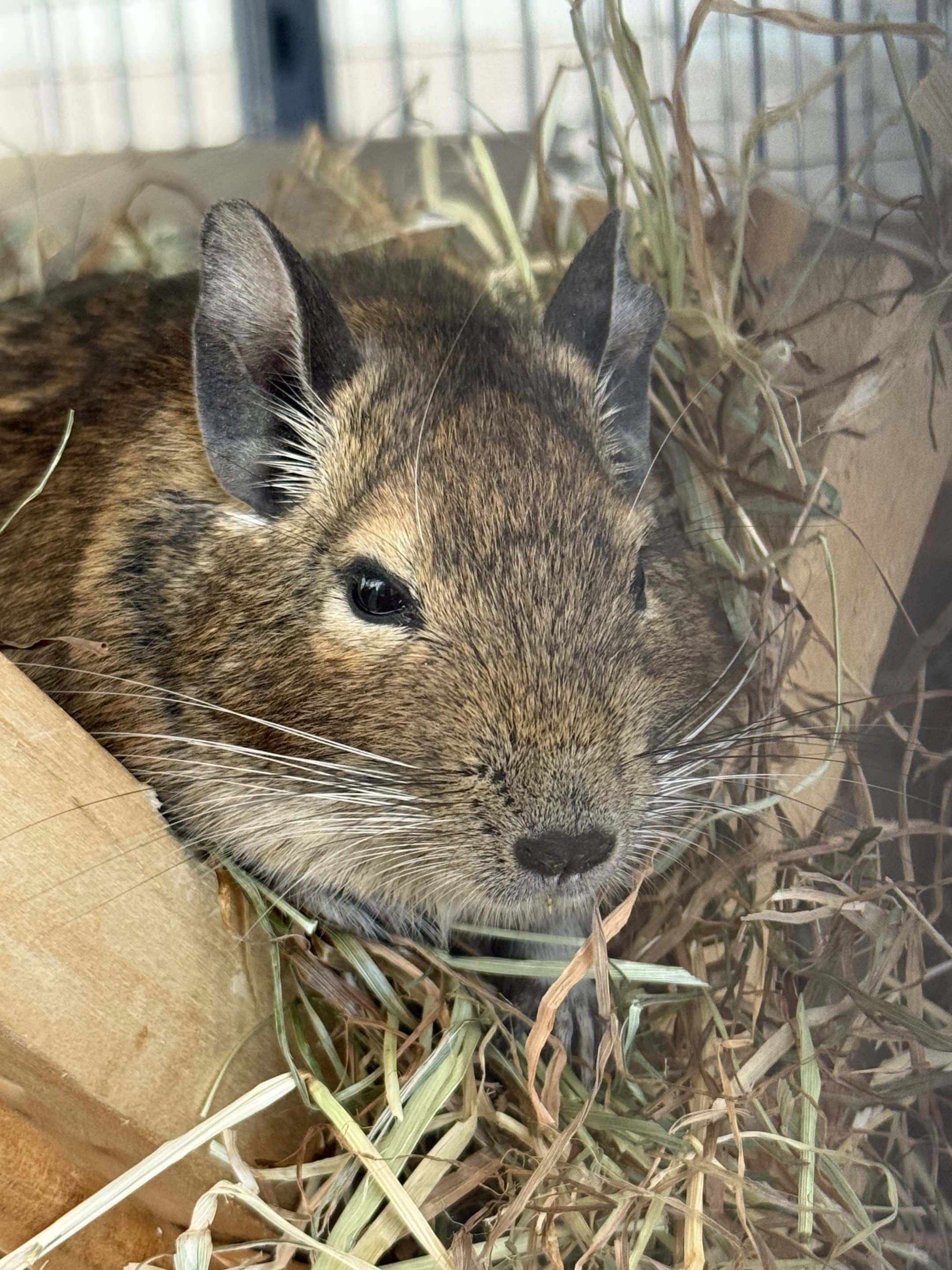 Degus July 26