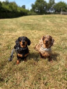 Dinky and Roger