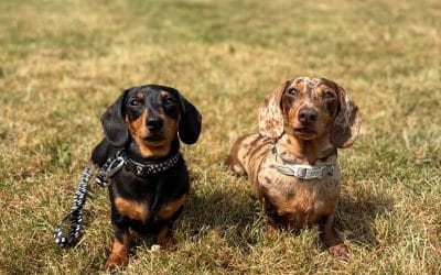 Dinky and Roger