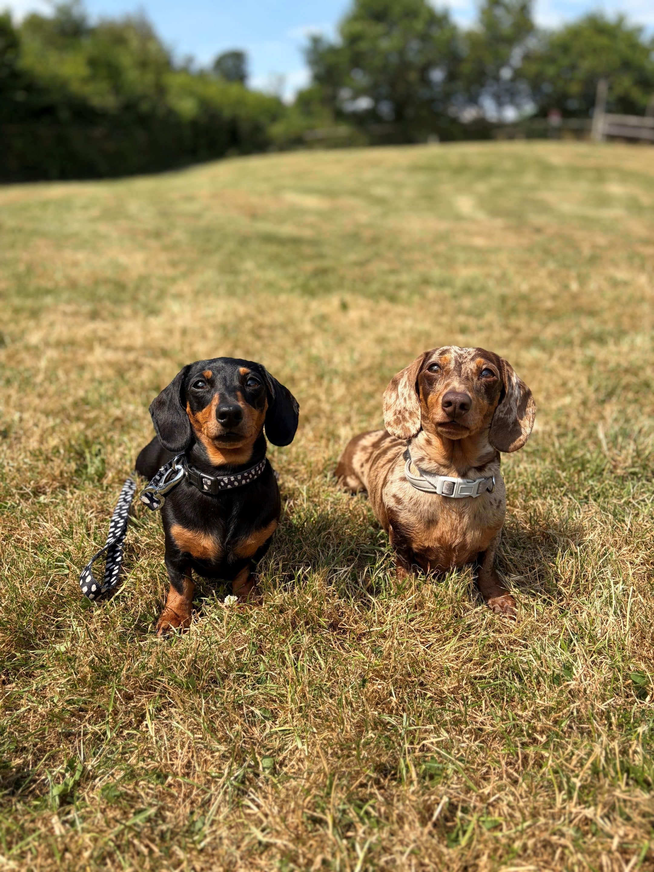 Dinky and Roger