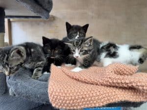Princess's kittens x 3