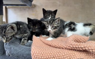 Princess’s kittens x 3